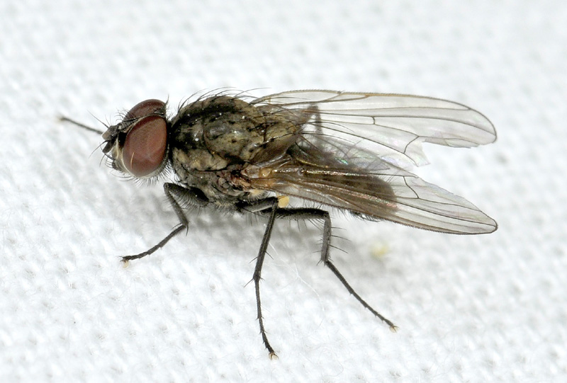 Maschio di Anthomyiidae